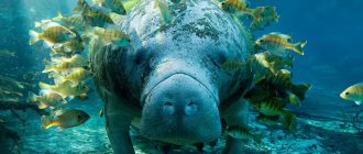 Manatee animal