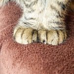 Cat&#39;s paws