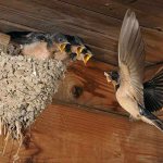 Swallow at the nest