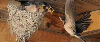 Swallow at the nest