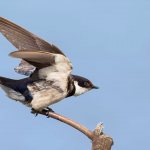 swallow wintering bird photo