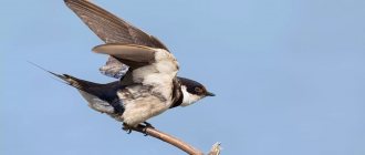 swallow wintering bird photo