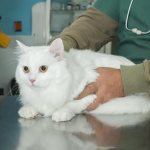 Treatment of a dry nose in a cat by a veterinarian