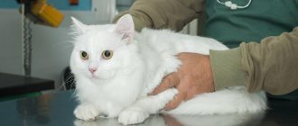 Treatment of a dry nose in a cat by a veterinarian