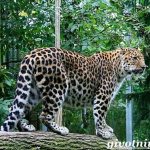 Leopard-animal-lifestyle-and-habitat-of-leopard-2