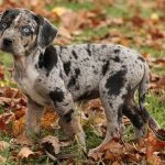 Leopard-dog-Catahoula-Description-features-types-care-and-price-breeds-6