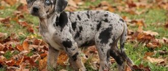 Leopard-dog-Catahoula-Description-features-types-care-and-price-breeds-6