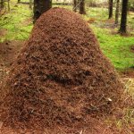 Forest dwelling of ants