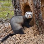 Forest ferret