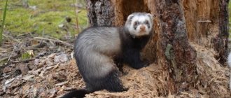 Forest ferret