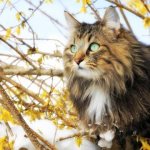 Forest cat in spring