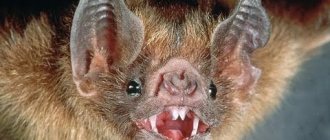 bat