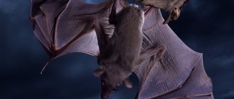 Bat