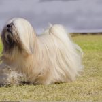 Lhasa Apso walking alone in a field