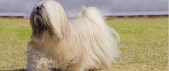 Lhasa Apso walking alone in a field