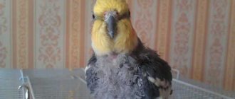 cockatiel shedding