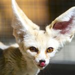 Fennec fox licking photo