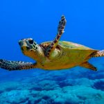 Loggerhead sea turtle