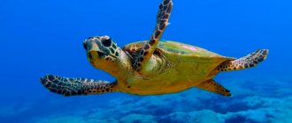 Loggerhead sea turtle