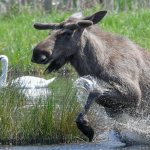 лось бежит в воде