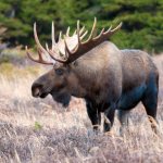 Elk in the field