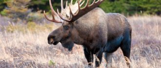 Elk in the field