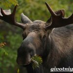 Elk-animal-lifestyle-and-habitat-of-elk-7