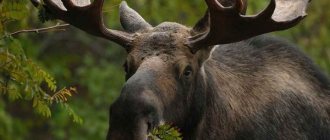 Elk-animal-lifestyle-and-habitat-of-elk-7