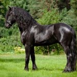 Friesian horse