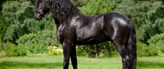 Friesian horse