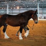 Horse at sports competition