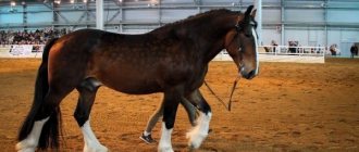 Horse at sports competition