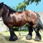 Draft horse