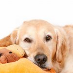 False pregnancy in dogs