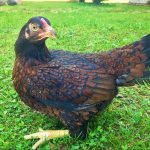 The best breeds of broiler chickens for home