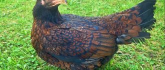 The best breeds of broiler chickens for home