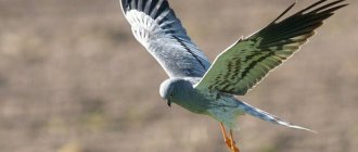 Harrier on the hunt