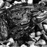 Water frog (Pyxicephabus adspersus)