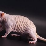 Bald sphinx rat