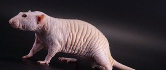 Bald sphinx rat