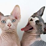 Hairless cats