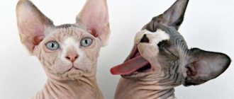 Hairless cats