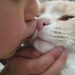 Do cats like kisses and hugs?