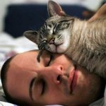 Do cats love their owners?