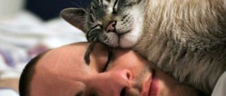 Do cats love their owners?