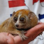 Madagascan lemur lory