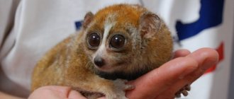 Madagascan lemur lory