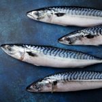 What&#39;s the difference between mackerel and mackerel?