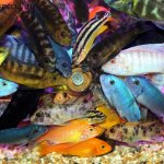 Malawian cichlids