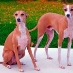 Italian Greyhound